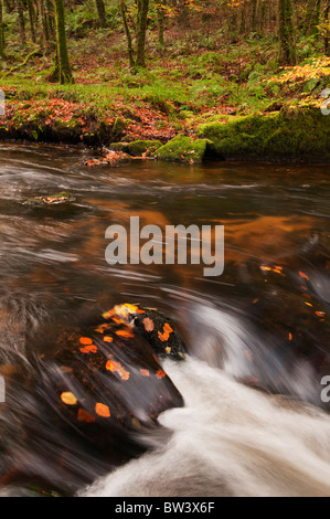 Caduto Foglie di autunno a Golitha cade sul fiume Fowey vicino, Liskeard Cornwall Foto Stock