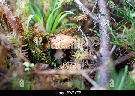 Ritratto di close-up di un'Amanita fungo velenoso in natura Foto Stock