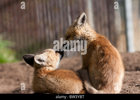 Kit di volpe rossa Foto Stock