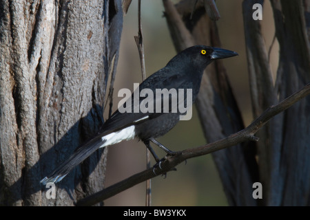 Pied Currawong (Strepera graculina) Foto Stock