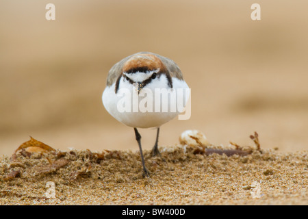 Maschio rosso-capped Plover (Charadrius ruficapillus) su di una spiaggia di sabbia Foto Stock