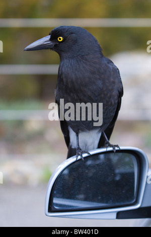 Pied Currawong (Strepera graculina) Foto Stock