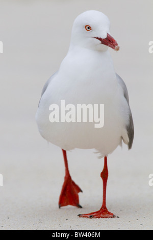 Gabbiano argento (Larus novaehollandiae) camminando lungo una spiaggia di sabbia bianca Foto Stock