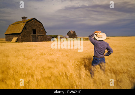 Uomo in un vento soffiato frumento duro campo si affaccia su un'azienda abbandonata vicino Assiniboia, Saskatchewan, Canada Foto Stock