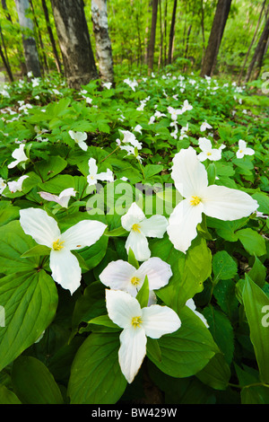 Grandi trillium fiorito, Mount Royal, Montreal, Quebec Foto Stock