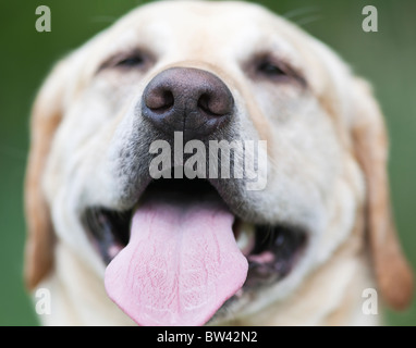 Close-up verticale di un felice giallo labrador retriever, Winnipeg, Manitoba Foto Stock