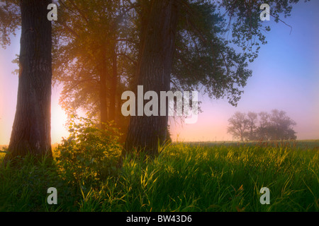 Sunrise streaming attraverso la nebbia di alberi in una fattoria durante l'estate nel centro di Alberta Foto Stock