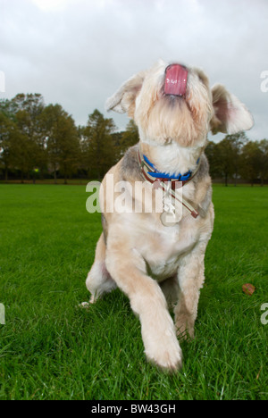 Un barbuto collie croce che è di 8 anni chiamato Shadow. Foto Stock