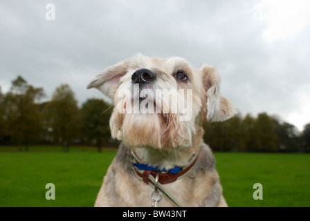 Un barbuto collie croce che è di 8 anni chiamato Shadow. Foto Stock