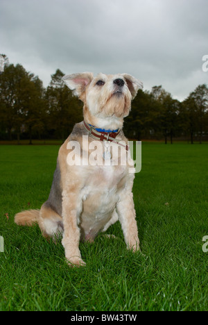 Un barbuto collie croce che è di 8 anni chiamato Shadow. Foto Stock