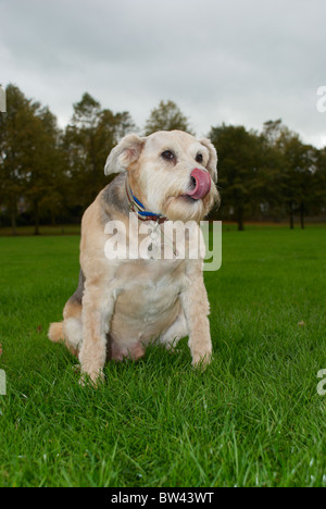 Un barbuto collie croce che è di 8 anni chiamato Shadow. Foto Stock