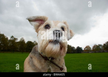 Un barbuto collie croce che è di 8 anni chiamato Shadow. Foto Stock