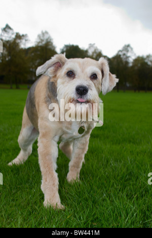 Un barbuto collie croce che è di 8 anni chiamato Shadow. Foto Stock