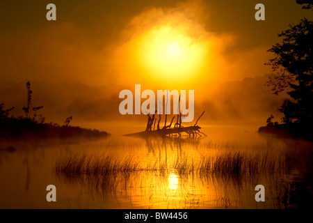 Albero caduto in misty sunrise a Shubenacadie, Grand Lake, Oakfield Parco Provinciale, Nova Scotia Foto Stock