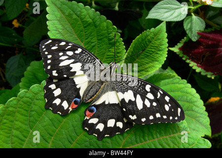 A coda di rondine a scacchi (Alette aperte) Papilio demoleus a Stratford Butterfly Farm, Stratford-upon-Avon, Warwickshire, Inghilterra, Regno Unito Foto Stock