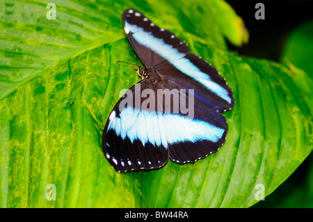 Achille Mormone Butterfly Morpho Achille Foto Stock