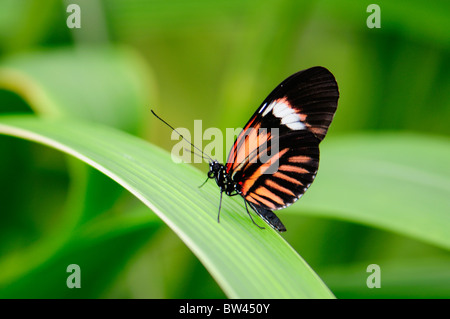 Portalettere Butterfly (Ali chiuso) Heliconius melpomene : a Stratford Butterfly Farm, Stratford-upon-Avon, Warwickshire, Inghilterra, Regno Unito Foto Stock