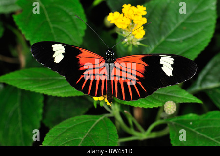 Portalettere Butterfly (Alette aperte) Heliconius melpomene : a Stratford Butterfly Farm, Stratford-upon-Avon, Warwickshire, Inghilterra, Regno Unito Foto Stock
