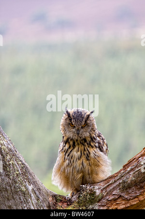 Il gufo reale, Bubo bubo Foto Stock