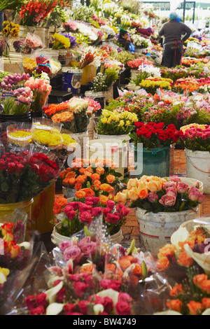 Il mercato dei fiori all'interno di Trafalgar Place, City Bowl, Cape Town, Western Cape, Sud Africa Foto Stock