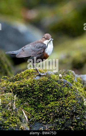 Adulto dipper Cinclus cinclus Lake District UK Foto Stock