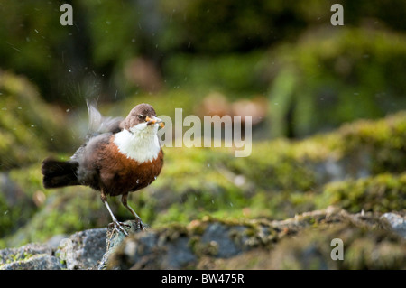 Adulto dipper Cinclus cinclus Lake District UK Foto Stock