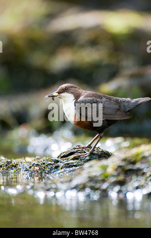 Adulto dipper Cinclus cinclus Lake District UK Foto Stock