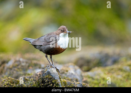 Adulto dipper Cinclus cinclus Lake District UK Foto Stock