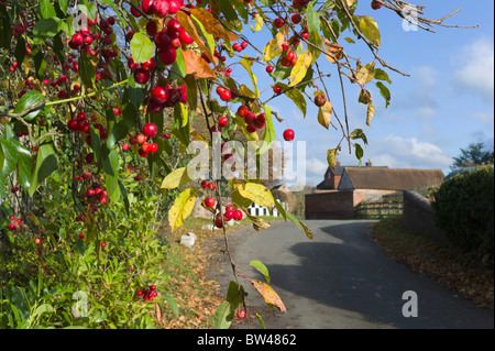 Bacche rosse sulla struttura ad albero e boccola in campagna Foto Stock