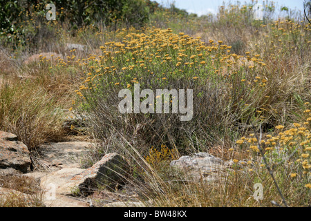 Fiori gialli, Blyde River Canyon - Mpumalanga in Sudafrica. Foto Stock