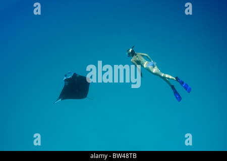 Un free-sub nuota con un giovane manta ray, Manta birostris, come loop e rotoli in una laguna con l'assorbimento di plancton. Foto Stock