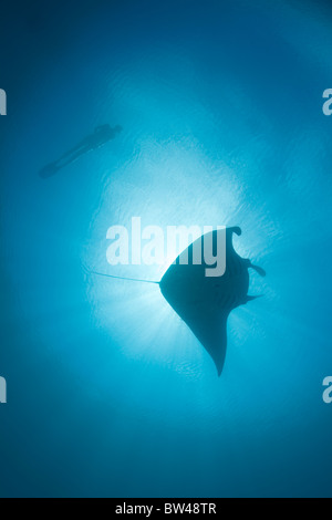 Un free-sub nuota con un giovane manta ray, Manta birostris, come loop e rotoli in una laguna con l'assorbimento di plancton. Foto Stock