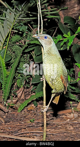 In raso verde bowerbird, Ptilonorhynchus tendente al violaceo. Maschio immaturi. Foto Stock