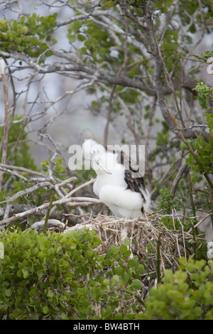 Magnifica Frigatebird (Fregata magnificens) roverella preening pulcino in un nido su North Seymour Island, Galapagos. Foto Stock