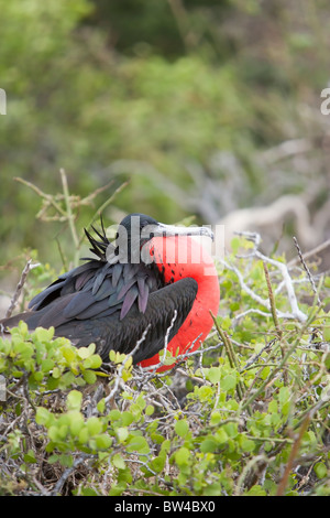 Magnifica Frigatebird (Fregata magnificens), maschio con la sua red golare sac gonfiata in un display di accoppiamento Foto Stock