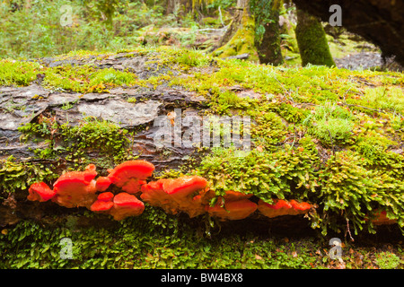 Funghi rossi su un muschio coperto nel log il Tasmanian Mirto foresta vicino Ralphs cade Foto Stock