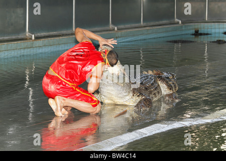 Crocodile (alligator) uomo nel suo show con i coccodrilli, Bangkok, Thailandia, Ottobre 2010 Foto Stock