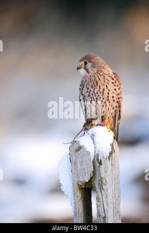 Il Gheppio (Falco tinnunculus ) giovane maschio su terreni innevati palo da recinzione con la preda Foto Stock