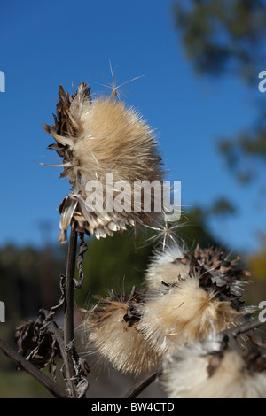 Thistle pianta circa per rilasciare una quantità abbondante di sementi in natura. Sharp messa a fuoco selettiva. Foto Stock