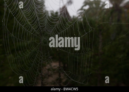 Belle le gocce di acqua si trovano su una strappata spider web una foschia mattutina. Sharp messa a fuoco selettiva. Foto Stock