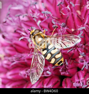 Una femmina di alimentazione Hoverfly su un Allium fiore. Eventualmente Eupeodes corollae, una volta chiamato Metasyrphus corollae Foto Stock