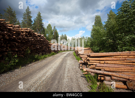 Vuota strada forestale finlandese in primavera e pali di tronchi di pino europeo ( pinus sylvestris ) in attesa di trasporto nella foresta di taiga , Finlandia Foto Stock
