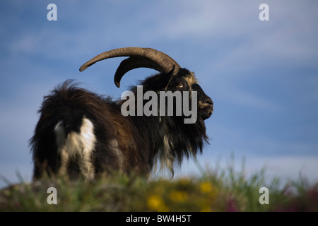 Feral capra nella valle delle rocce, lynton Foto Stock