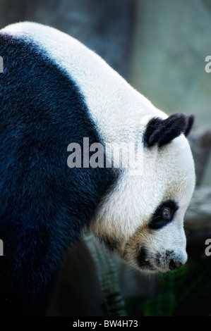 Gigantesco orso panda cercando in stagno Foto Stock