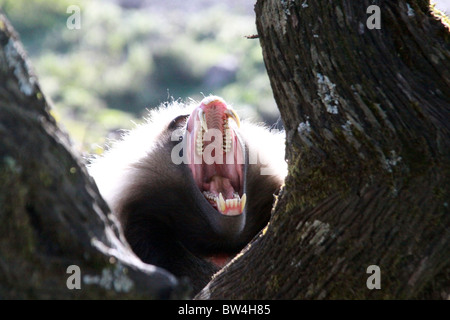 Africa, Etiopia, Simien Mountains, maschio scimmia Gelada Theropithecus gelada ringhiando Foto Stock