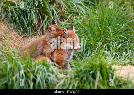 Red Fox ( Vulpes vulpes ) cubs giocare combattimenti Foto Stock