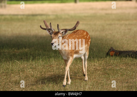 Un selvaggio daini stag camminando verso la telecamera su una soleggiata giornata d'estate. Questa è stata scattata a Bushy Park a Londra. Foto Stock