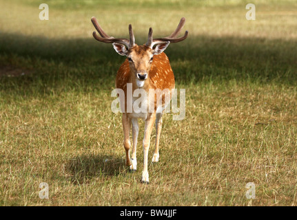 Un selvaggio daini stag camminando verso la telecamera su una soleggiata giornata d'estate. Questa è stata scattata a Bushy Park a Londra. Foto Stock