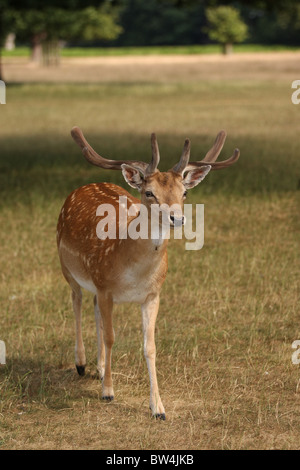 Un colpo verticale di un cervo maschio daini in Bushy Park, Londra, Inghilterra. Foto Stock