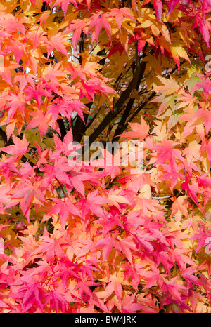 Acer Albero in autunno o cadere. Foto Stock